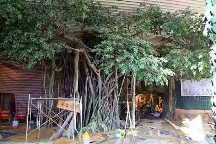 仿真榕樹批發市場怎么樣？仿真榕樹的發展前景如何？