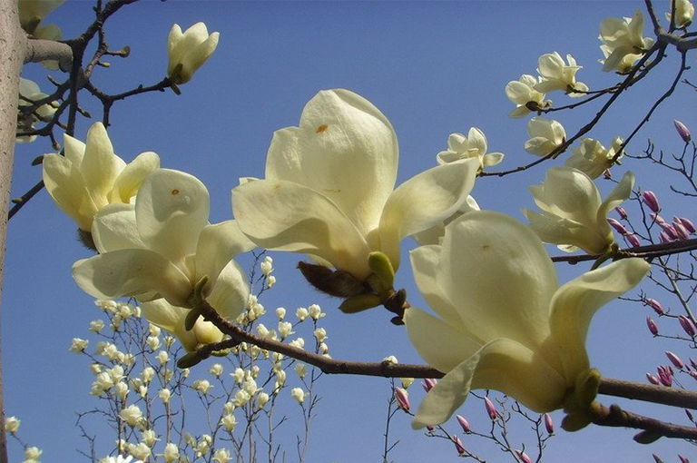 Saucer Magnolia日本木蘭花樹(shù)的特征-北京圣園工程