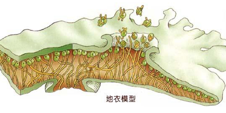 植物花園科學-關(guān)于地衣類型的課程