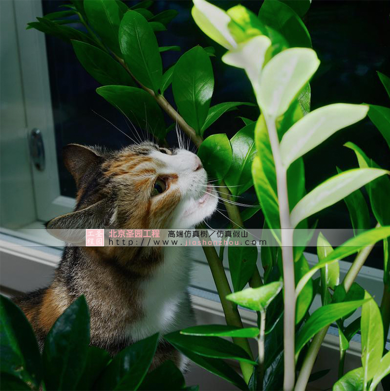 為什么有些貓會吃室內布置的裝飾植物？